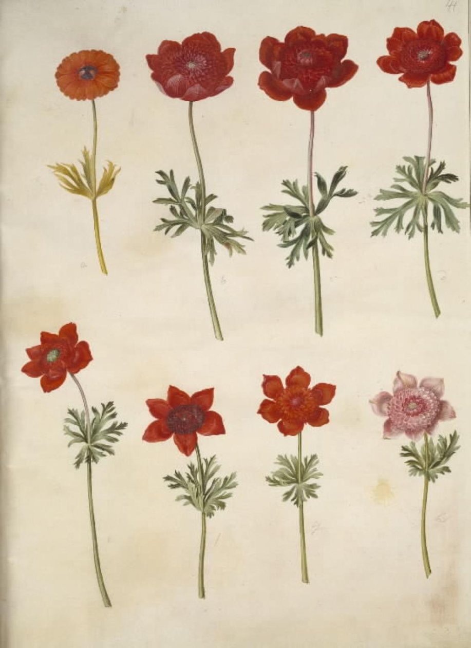 Anemone ×fulgens (fényes kökörcsin); Anemone coronaria (francia kökörcsin) alkotó: Hans Simon Holtzbecker