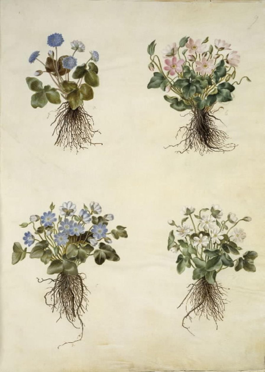 Anemone hepatica (kék kökörcsin) alkotó: Hans Simon Holtzbecker