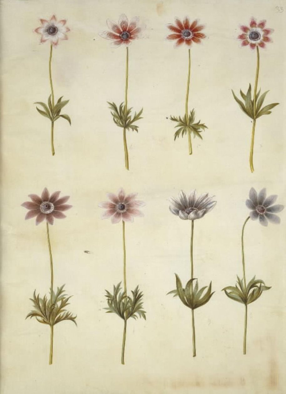 Anemone pavonina (páva kökörcsin) alkotó: Hans Simon Holtzbecker