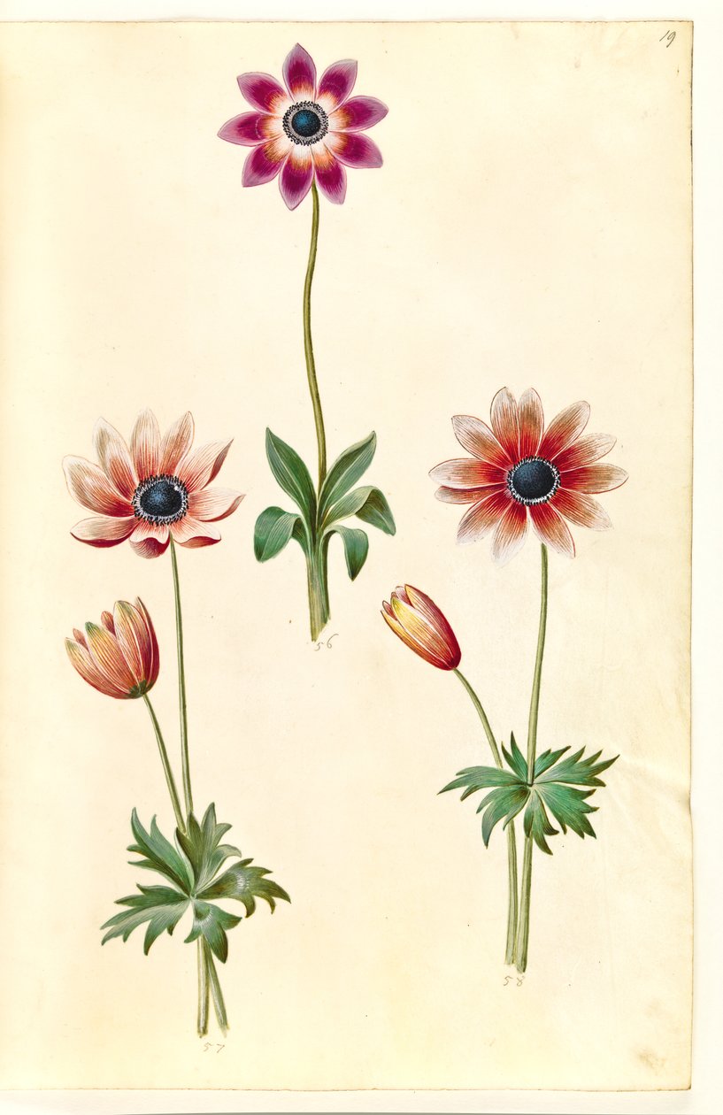 Anemone pavonina (páva kökörcsin) alkotó: Hans Simon Holtzbecker