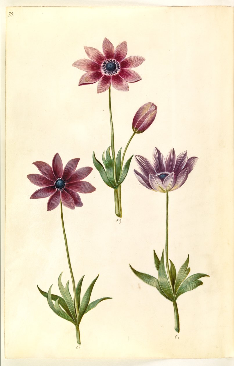 Anemone pavonina (páva kökörcsin) alkotó: Hans Simon Holtzbecker