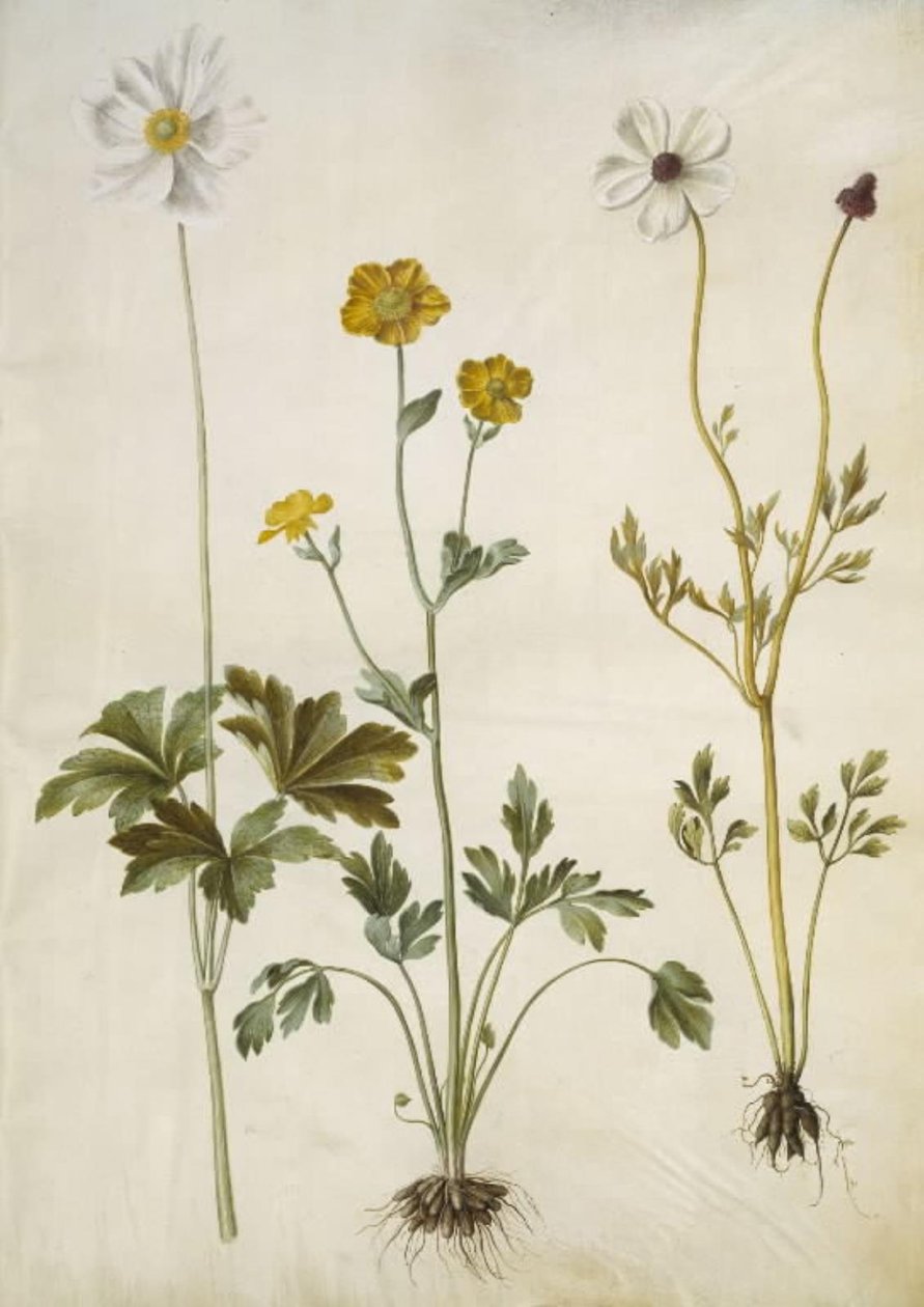 Anemone sylvestris (nyári kökörcsin); Ranunculus monspeliacus (selyemboglárka); Ranunculus asiaticus (kerti boglárka) alkotó: Hans Simon Holtzbecker