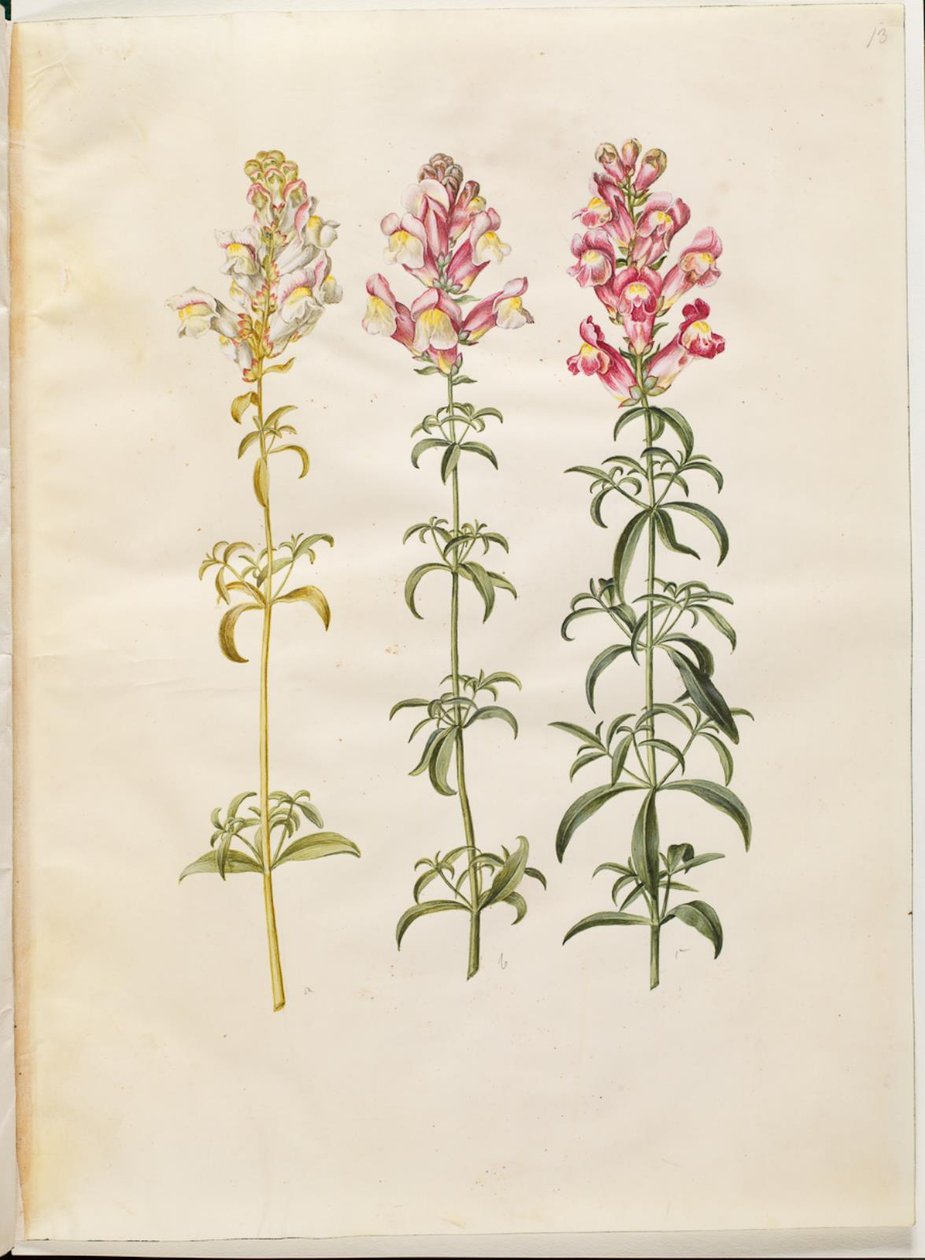 Antirrhinus majus (have-løvemund) alkotó: Hans Simon Holtzbecker