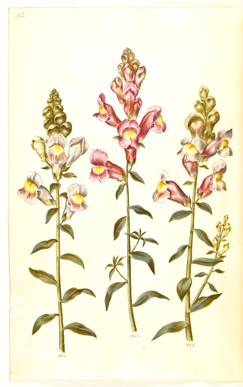 Antirrhinus majus (have-løvemund) alkotó: Hans Simon Holtzbecker