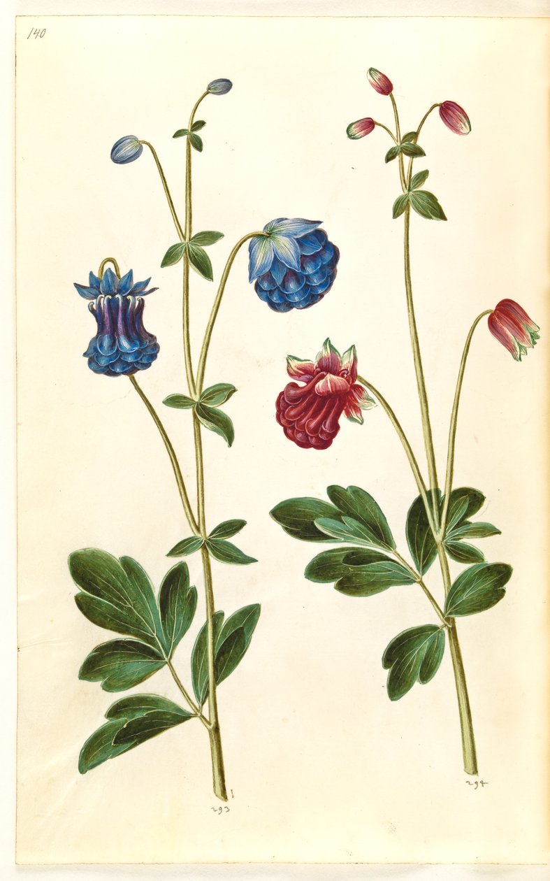 Aquilegia vulgaris (közönséges columbine) alkotó: Hans Simon Holtzbecker