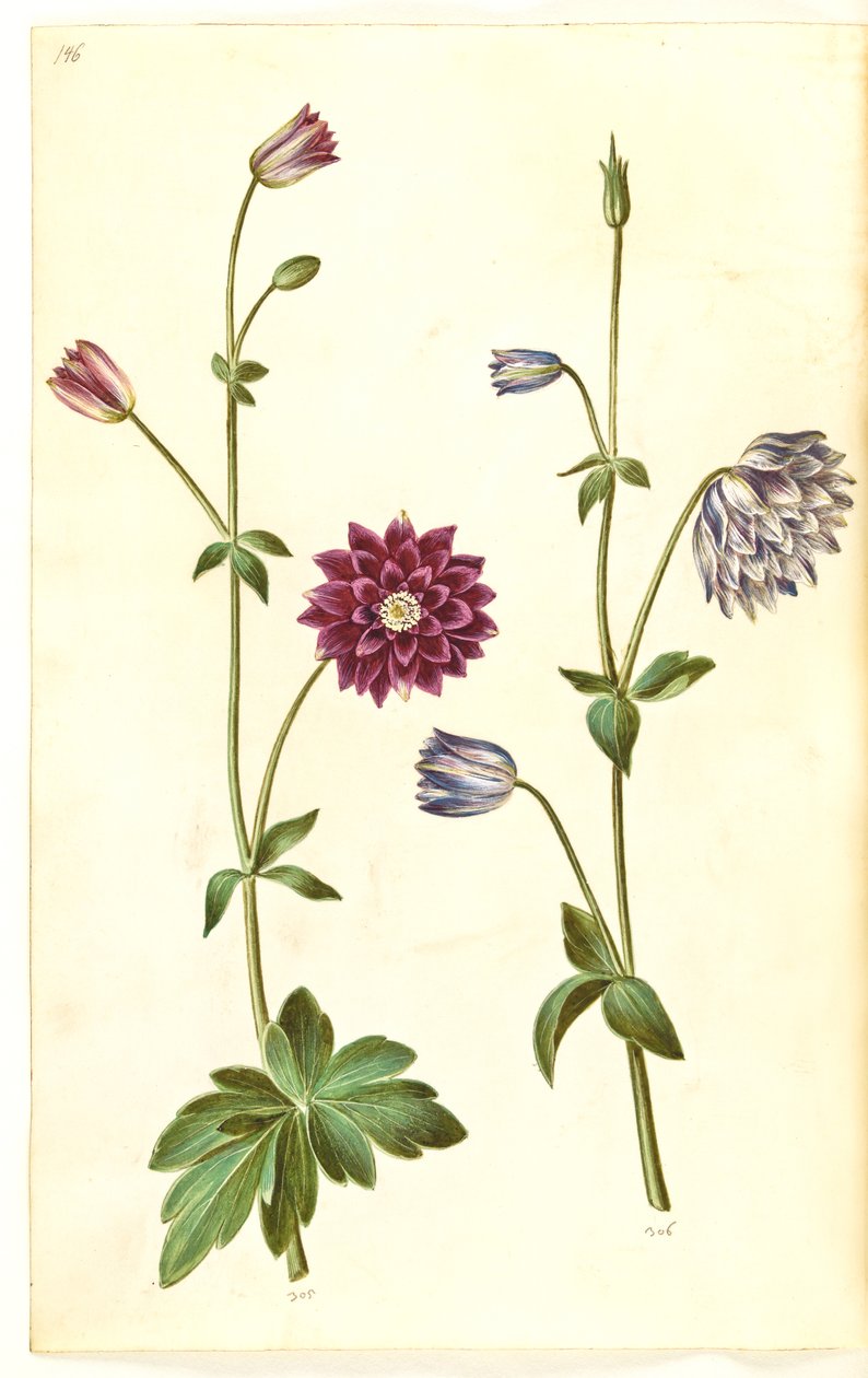 Aquilegia vulgaris (közönséges columbine) alkotó: Hans Simon Holtzbecker