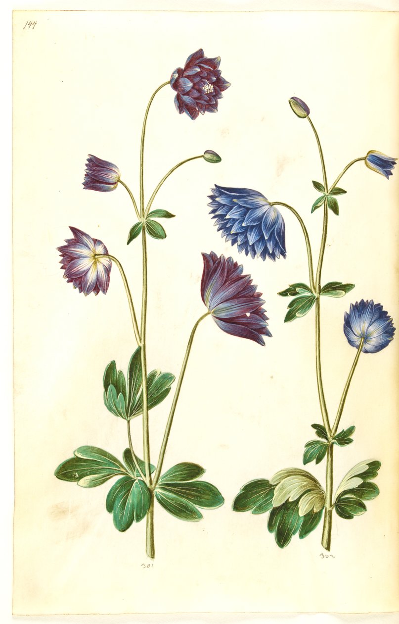 Aquilegia vulgaris (közönséges columbine) alkotó: Hans Simon Holtzbecker