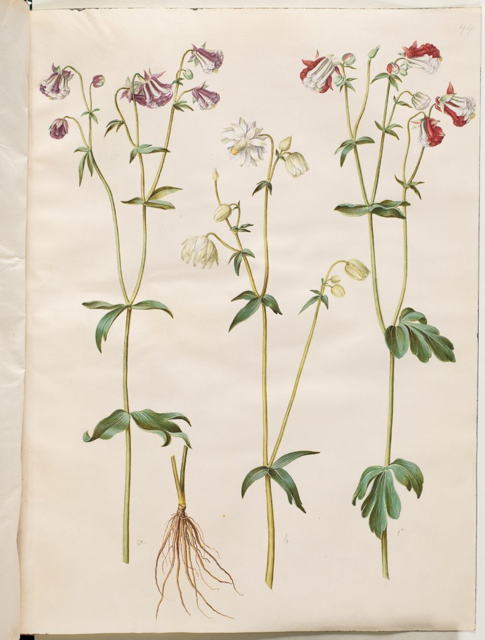 Aquilegia vulgaris (közönséges columbine) alkotó: Hans Simon Holtzbecker