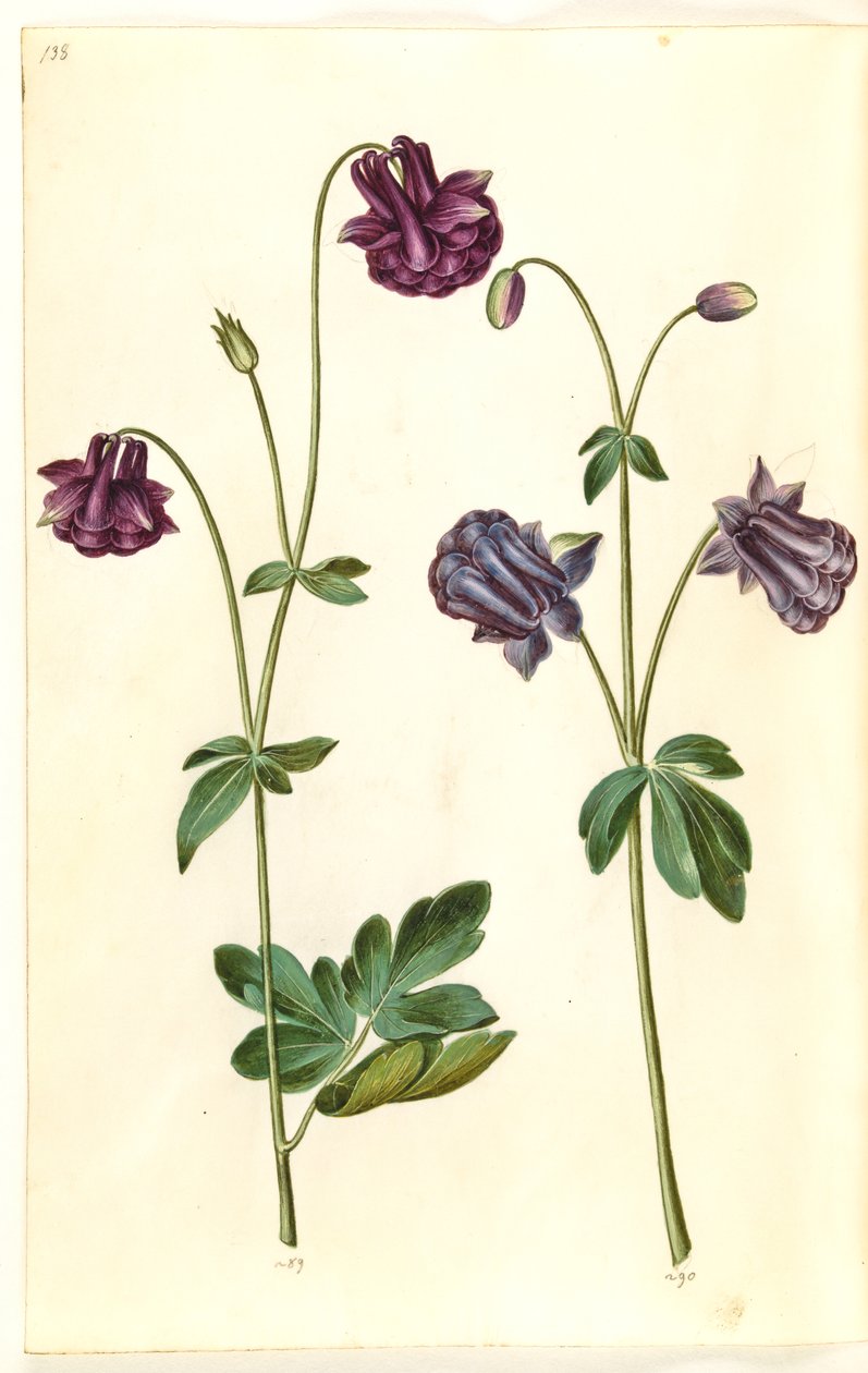 Aquilegia vulgaris (közönséges columbine) alkotó: Hans Simon Holtzbecker