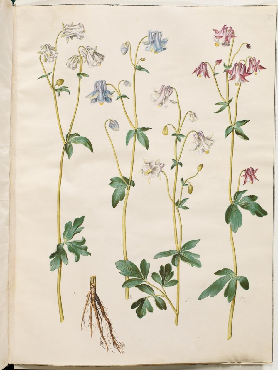 Aquilegia vulgaris (közönséges columbine) alkotó: Hans Simon Holtzbecker
