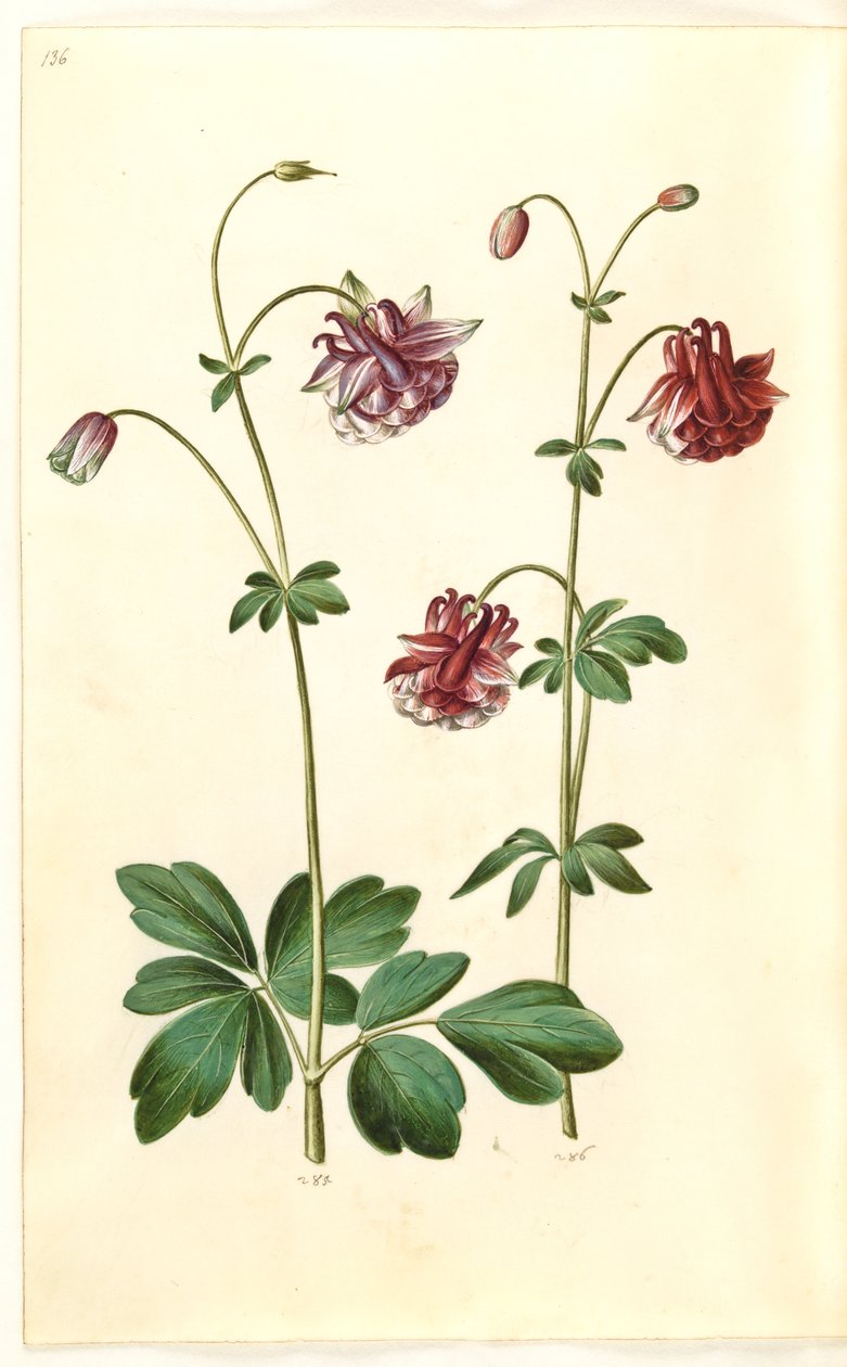 Aquilegia vulgaris (közönséges columbine) alkotó: Hans Simon Holtzbecker