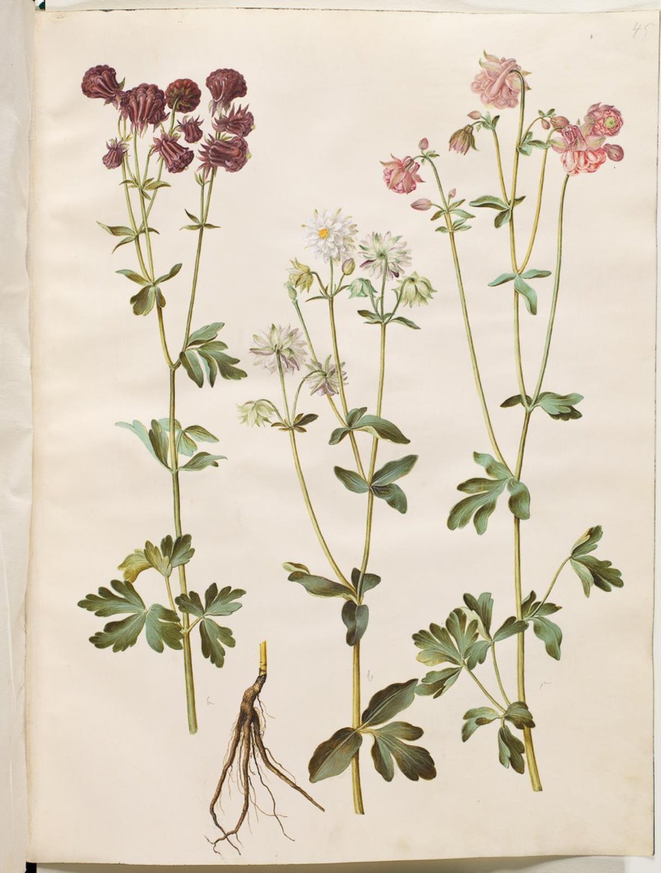 Aquilegia vulgaris (közönséges columbine) alkotó: Hans Simon Holtzbecker