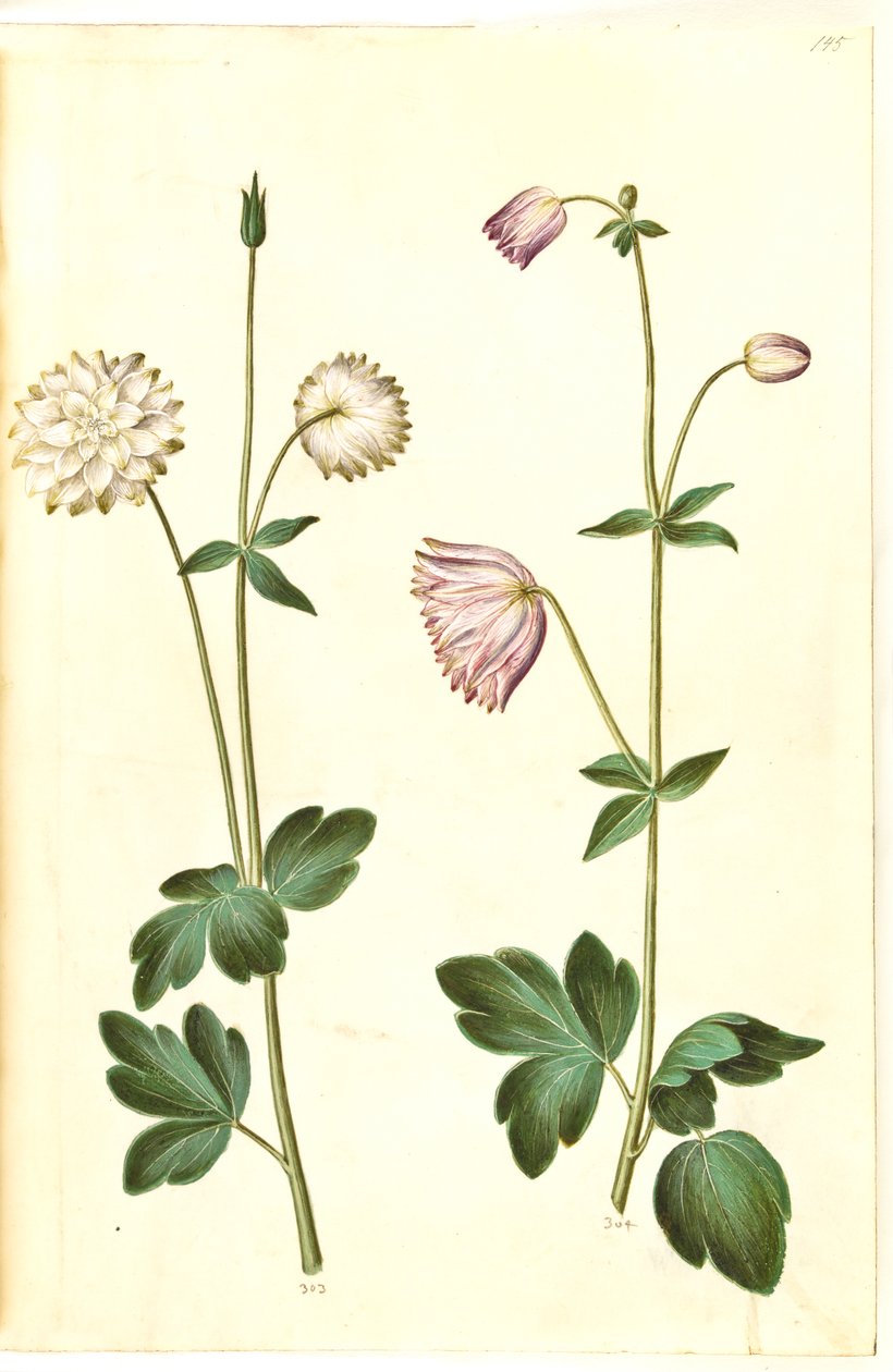 Aquilegia vulgaris (közönséges columbine) alkotó: Hans Simon Holtzbecker