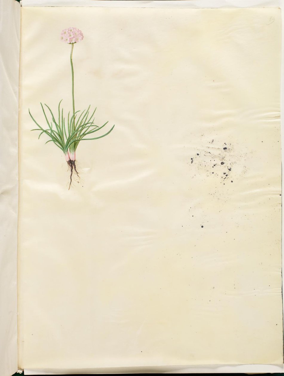 Armeria maritima (közönséges angol fű) alkotó: Hans Simon Holtzbecker