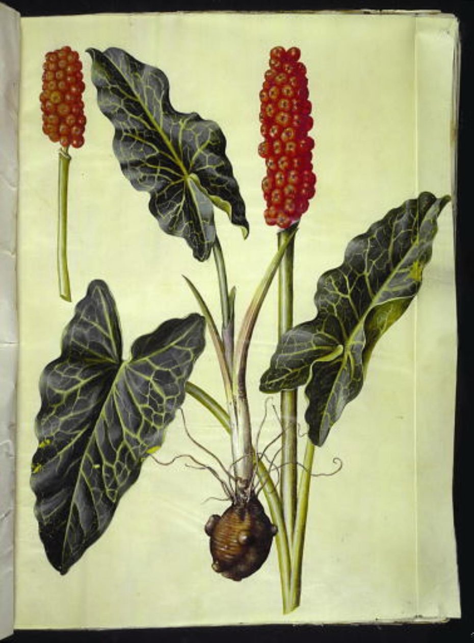 olasz arum (italiensk arum) alkotó: Hans Simon Holtzbecker