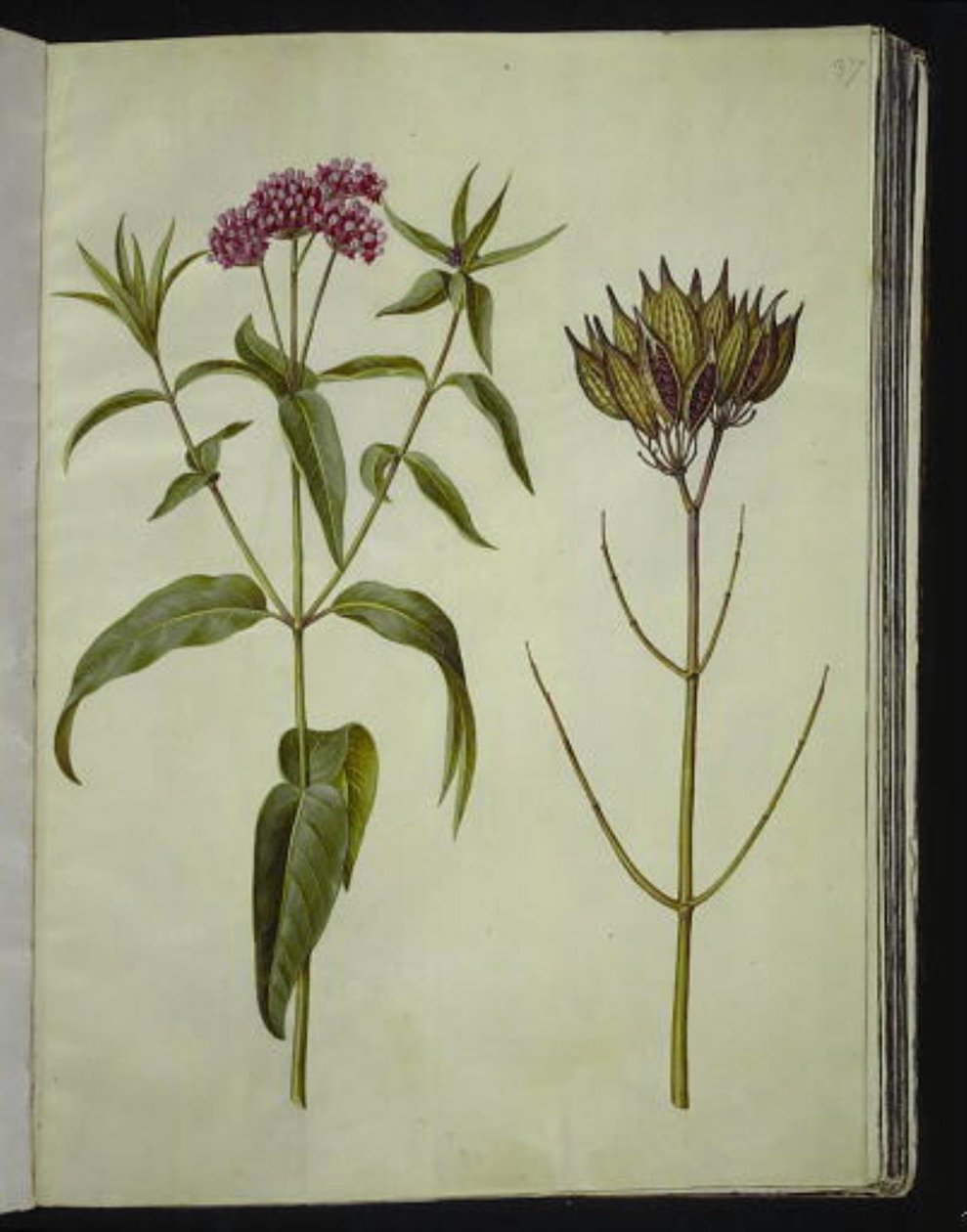 Asclepias incarnata (rózsavirág) alkotó: Hans Simon Holtzbecker