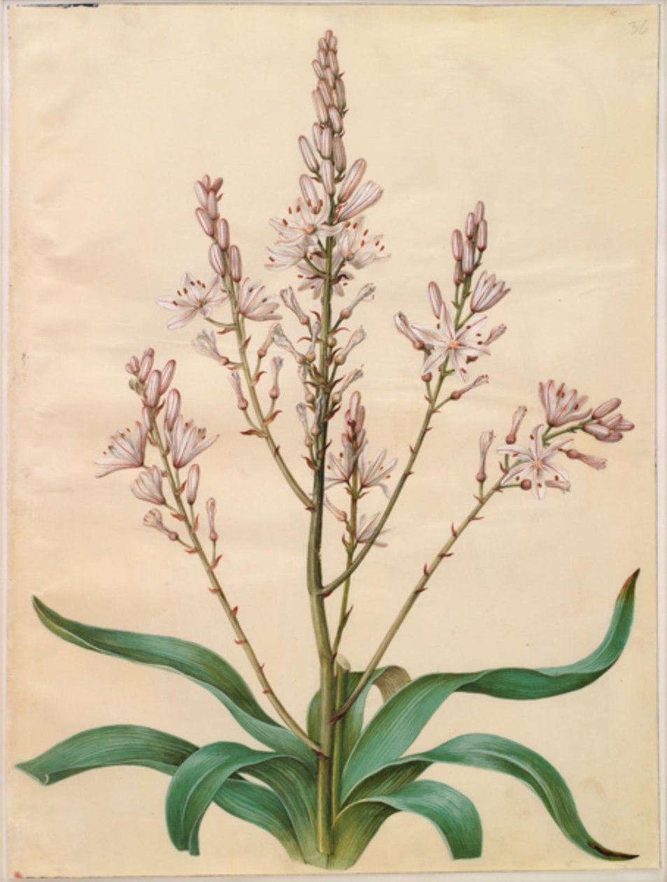 Asphodel ramosus (zöld nárcisz) alkotó: Hans Simon Holtzbecker