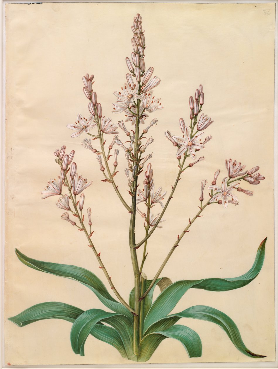 Asphodelus ramosus alkotó: Hans Simon Holtzbecker