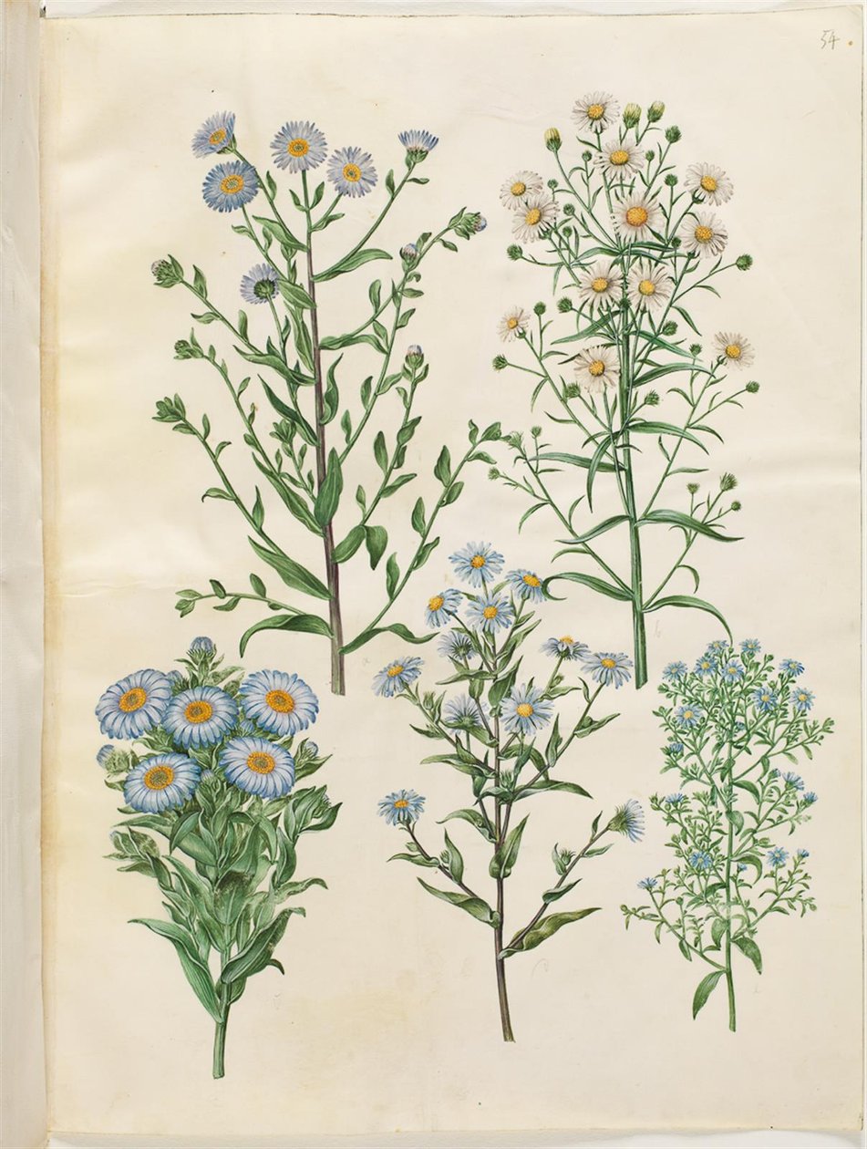 Aster mellus (szűz őszirózsa); Symphyotrichum novi-Belgii (nybelgisk őszirózsa); New-England Symphyotrichum (nyengelski őszirózsa); Symphyotrichum dumosum (pude-asters); Symphyotrichum ericoides (lyng-asters) alkotó: Hans Simon Holtzbecker