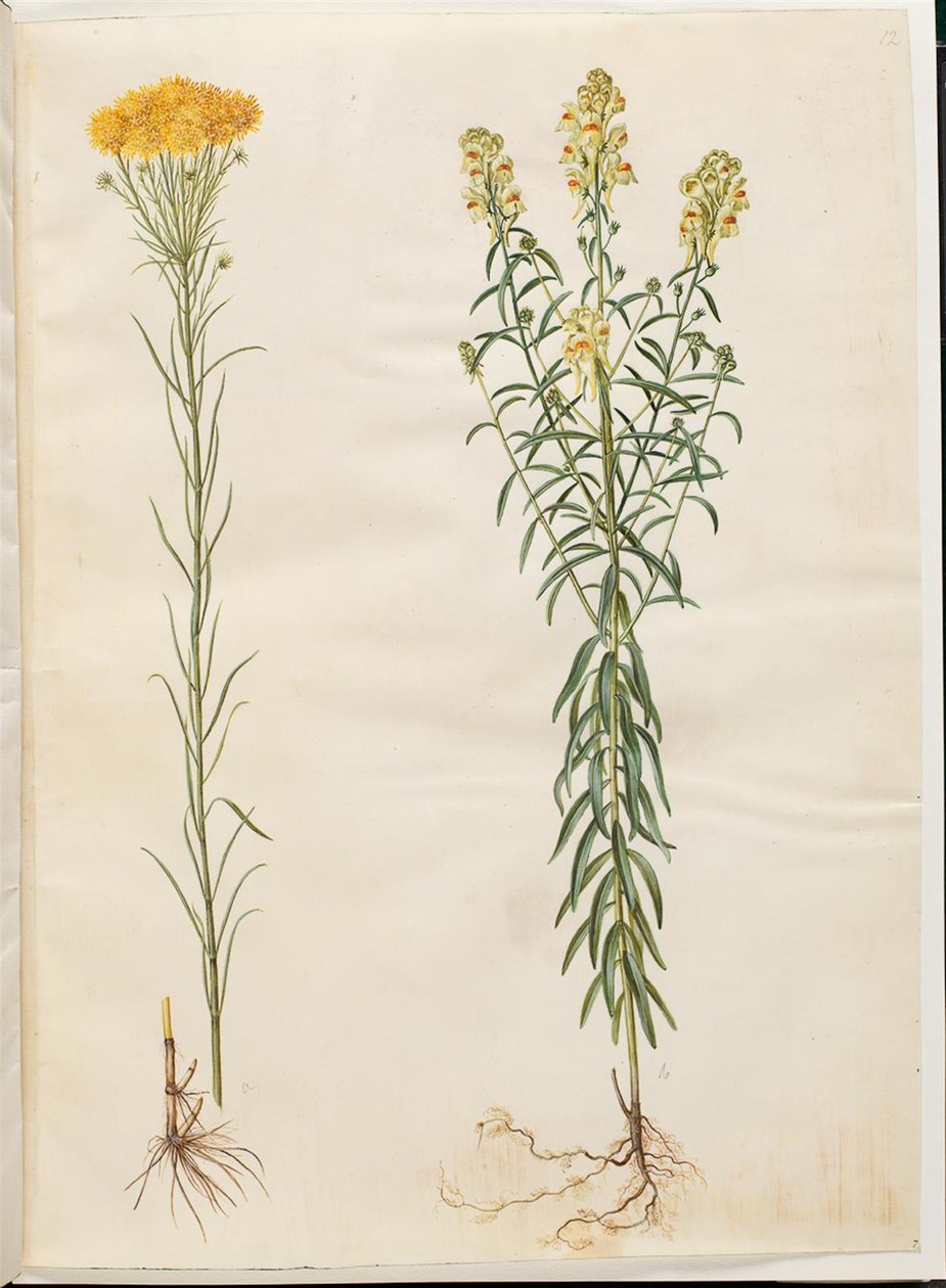Aster linosyris (aranyszőrű őszirózsa); Linaria vulgaris (közönséges tőkehal) alkotó: Hans Simon Holtzbecker