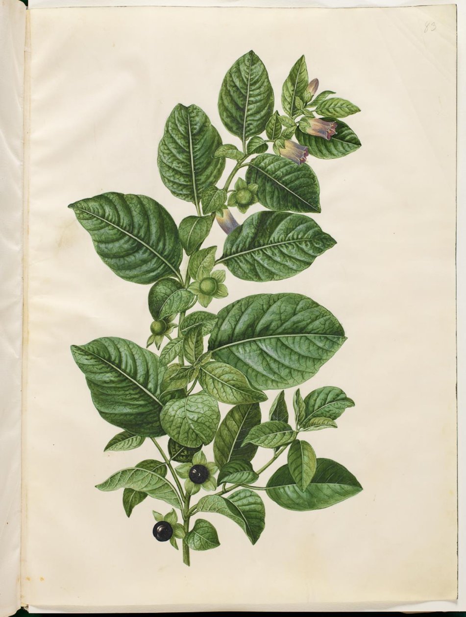 Atropa belladonna (mézesbogyó) alkotó: Hans Simon Holtzbecker