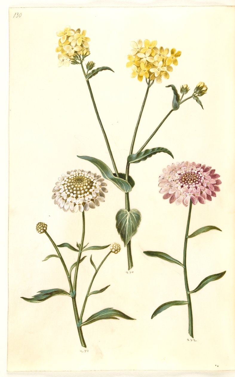 Brassica napus (repce); Iberis amara (keserű íjvirág) alkotó: Hans Simon Holtzbecker