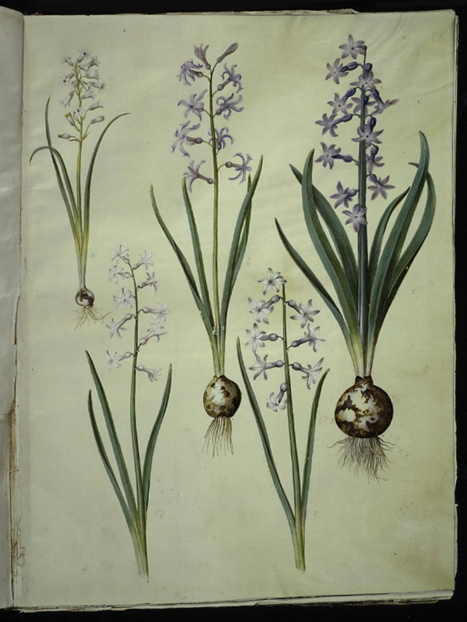 Brimeura amethystina (pireneiszkék); Keleti jácint (Almindelig jácint) alkotó: Hans Simon Holtzbecker