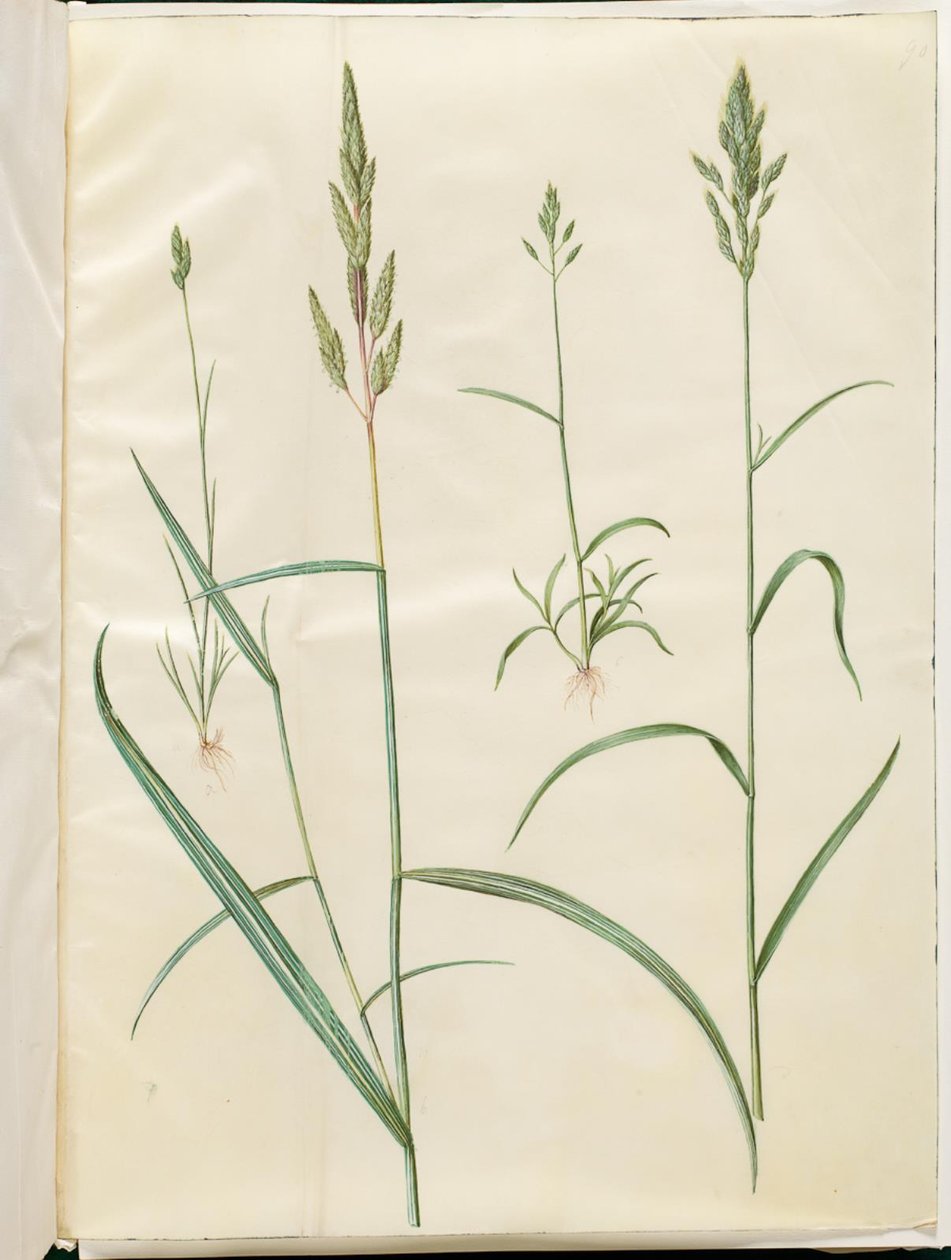 Bromus árpa (blød hejre); Phalaris arundinacea alkotó: Hans Simon Holtzbecker