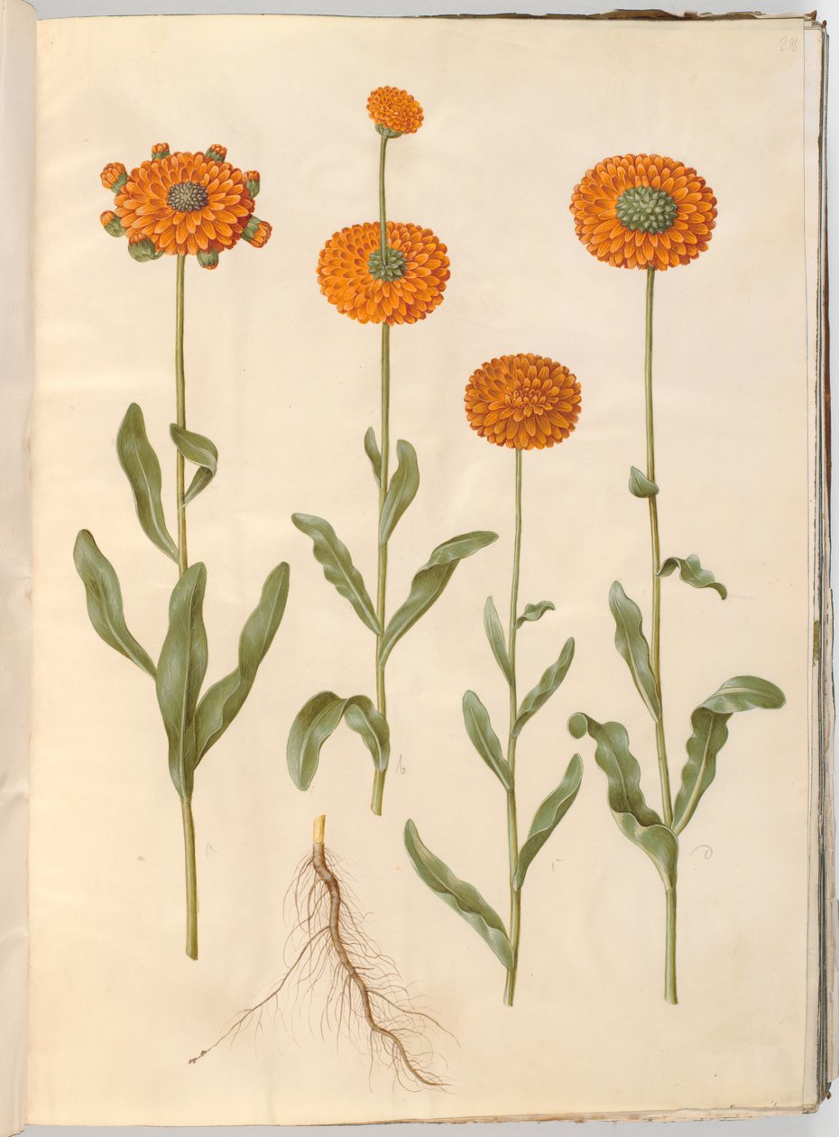 Calendula officinalis (kerti körömvirág) alkotó: Hans Simon Holtzbecker