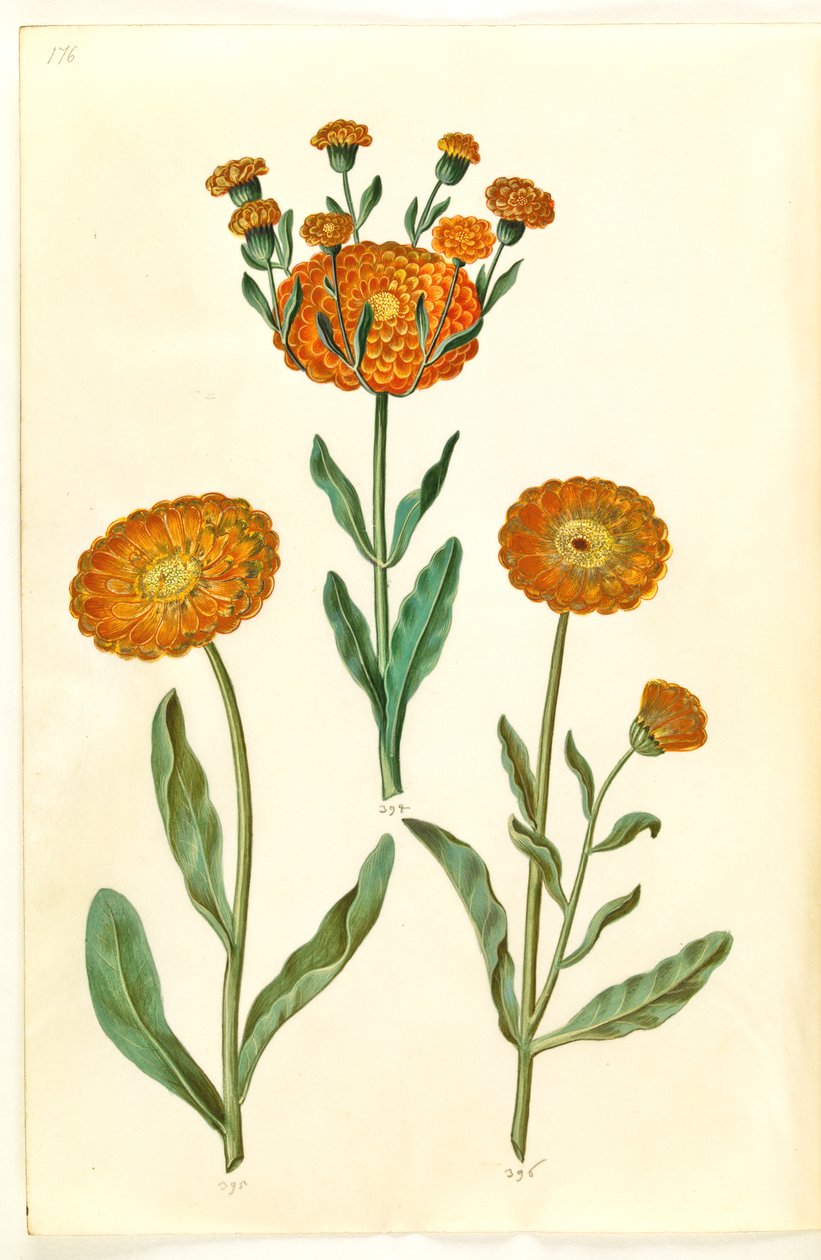 Calendula officinalis (kerti körömvirág) alkotó: Hans Simon Holtzbecker