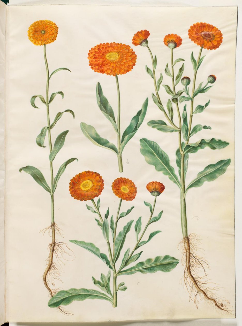 Calendula officinalis (kerti körömvirág) alkotó: Hans Simon Holtzbecker