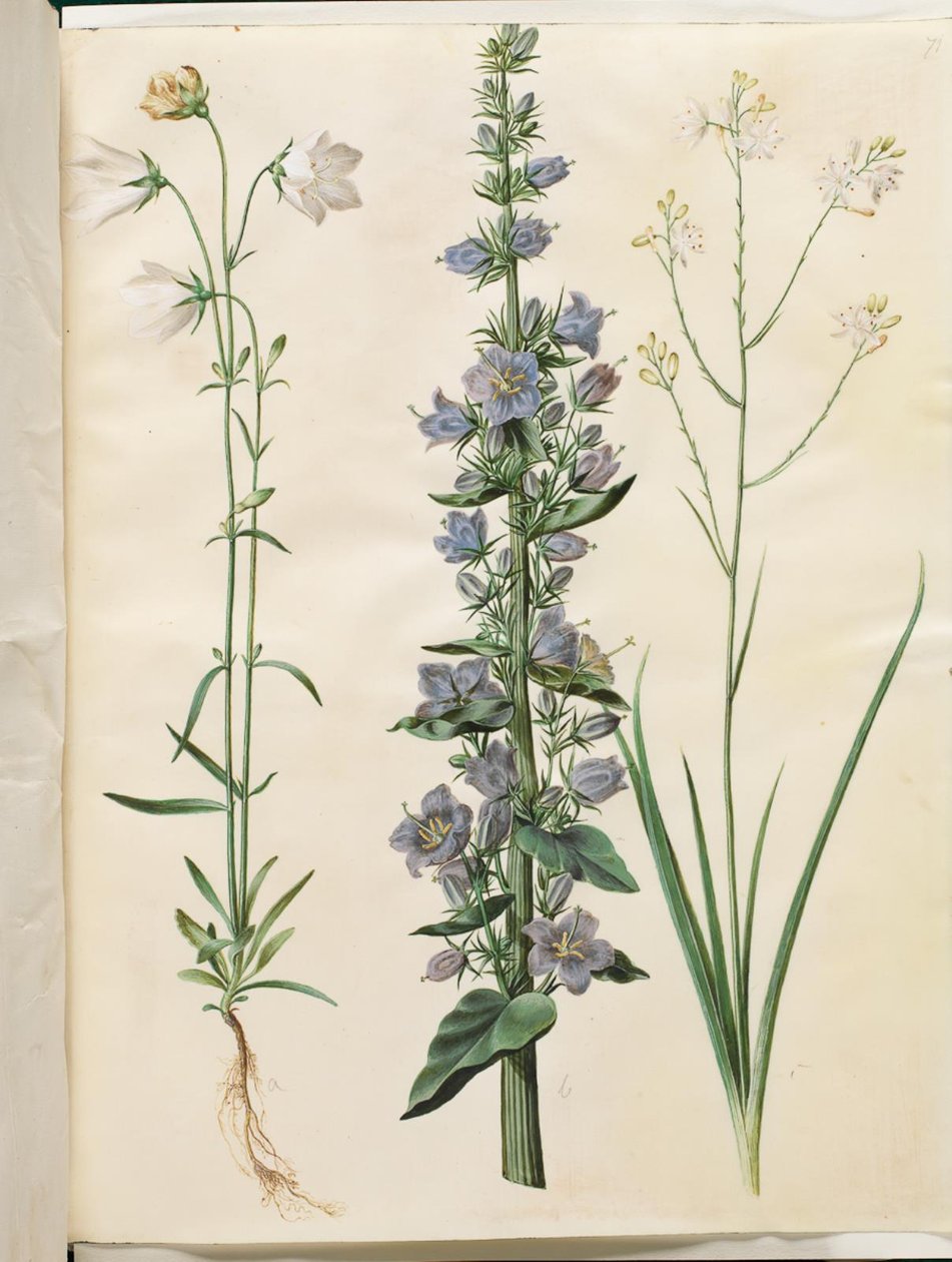 Campanula persicifolia (smalbladet kloke); Piramis harang (piramis-klokke); Anthericum ramosum (grenet edderkopurt) alkotó: Hans Simon Holtzbecker