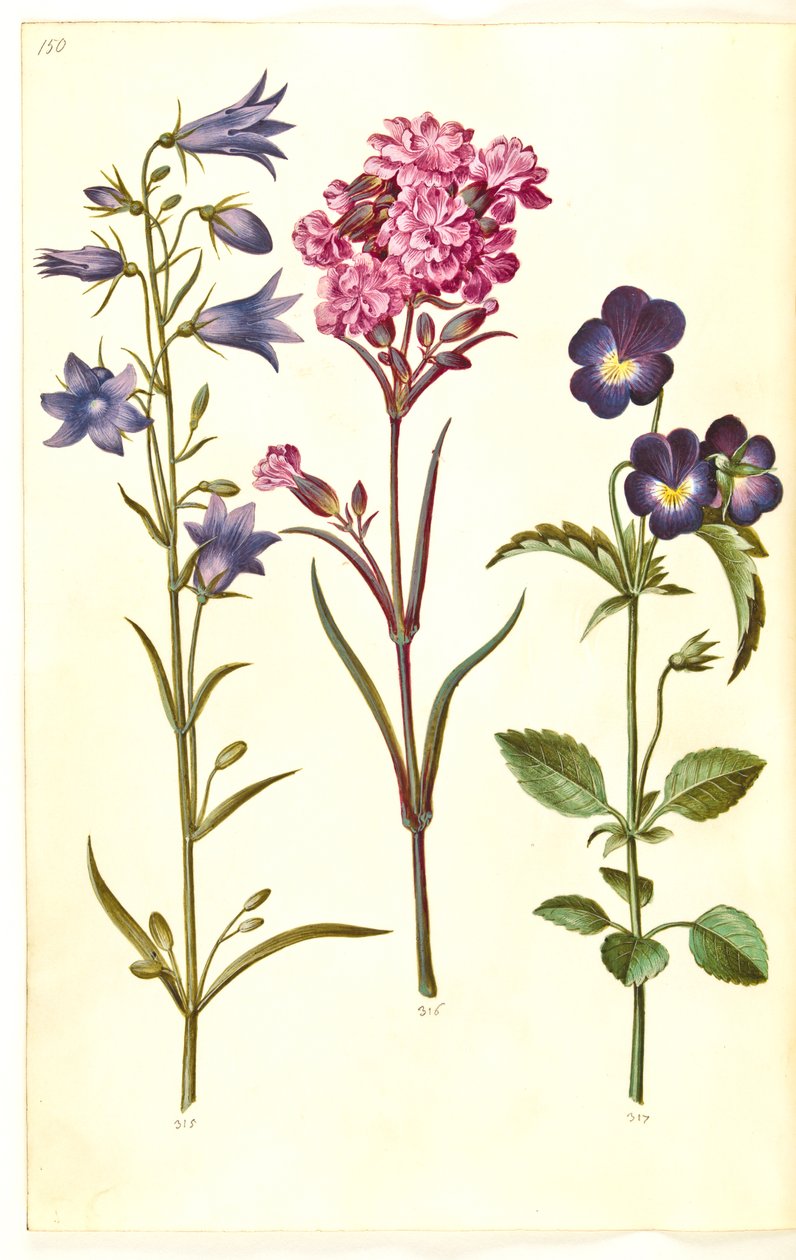 Campanula rotundifolia (kis harang); Silene viscaria (közönséges kátrányszegfűszeg); Viola tricolor (közönséges árvácska) alkotó: Hans Simon Holtzbecker