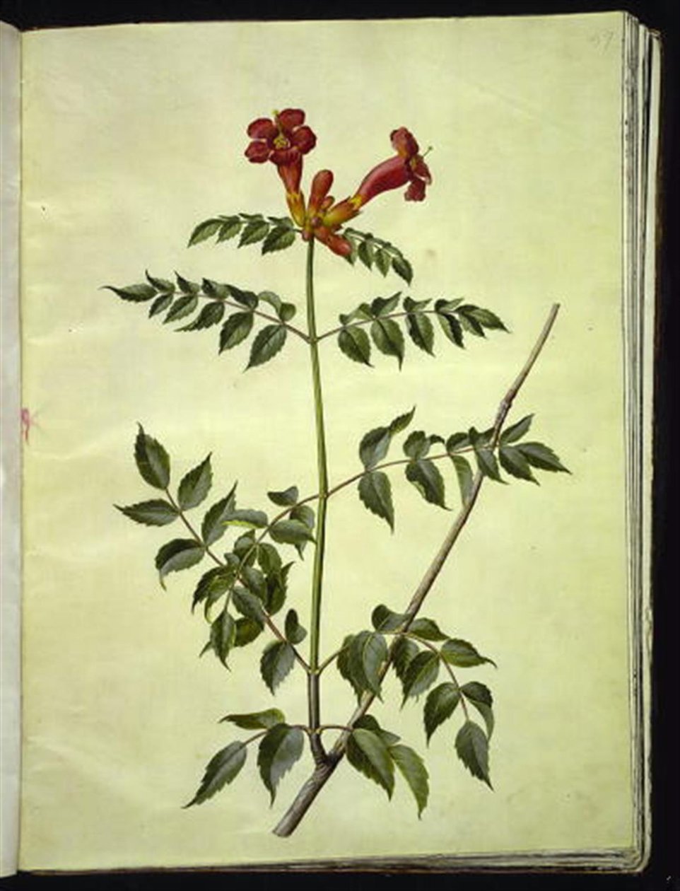 Campsis radicans (közönséges trombitavirág) alkotó: Hans Simon Holtzbecker