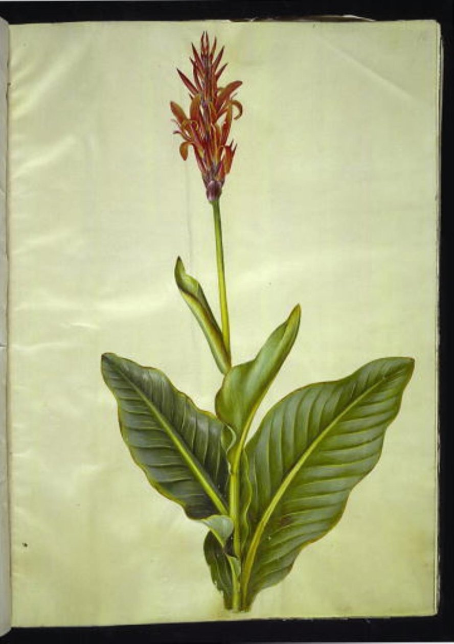 Canna indica (ehető canna) alkotó: Hans Simon Holtzbecker