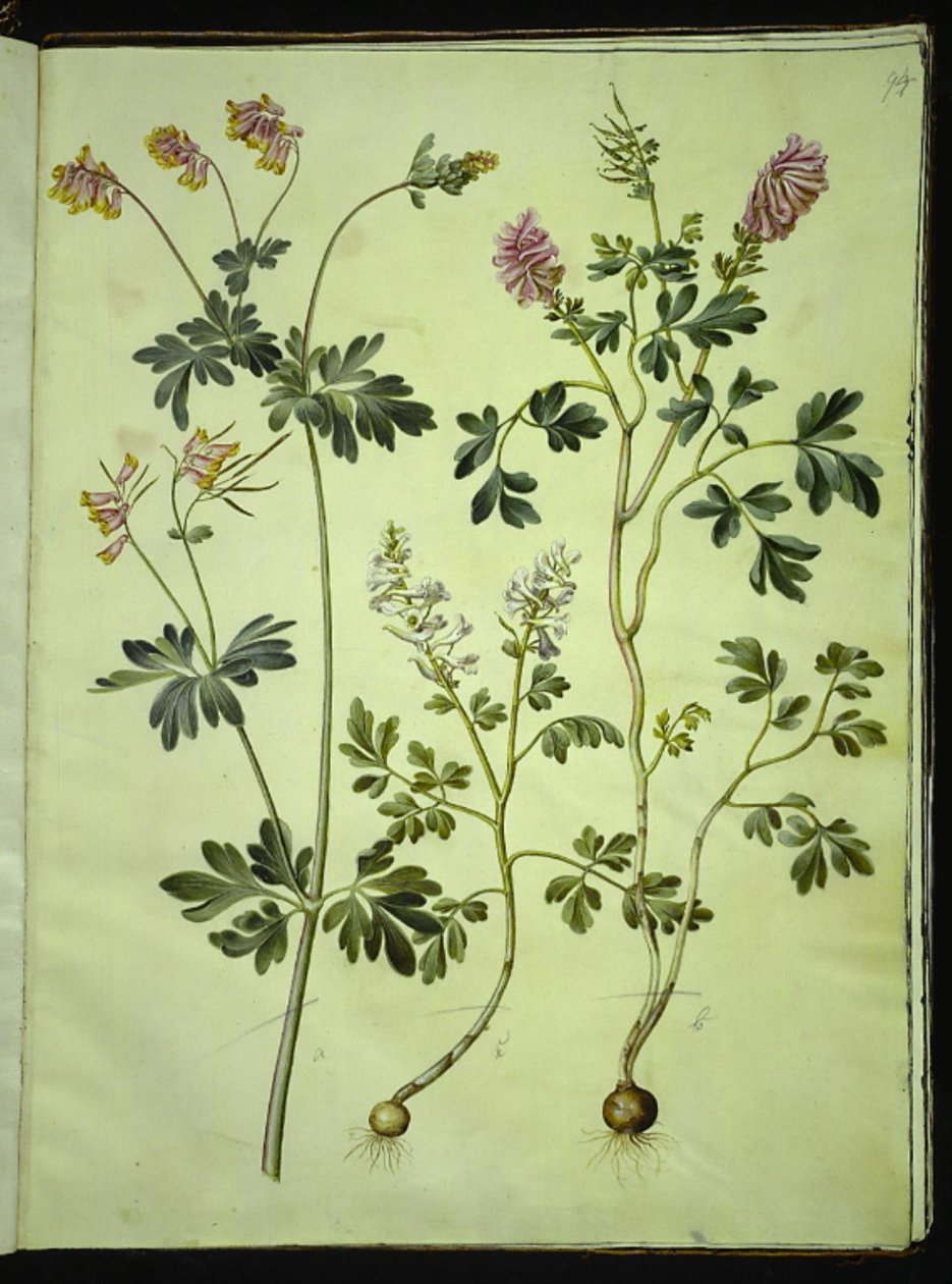 Capnoides sempervirens (harlekin); Corydalis solida (hosszú szárú pacsirta) alkotó: Hans Simon Holtzbecker