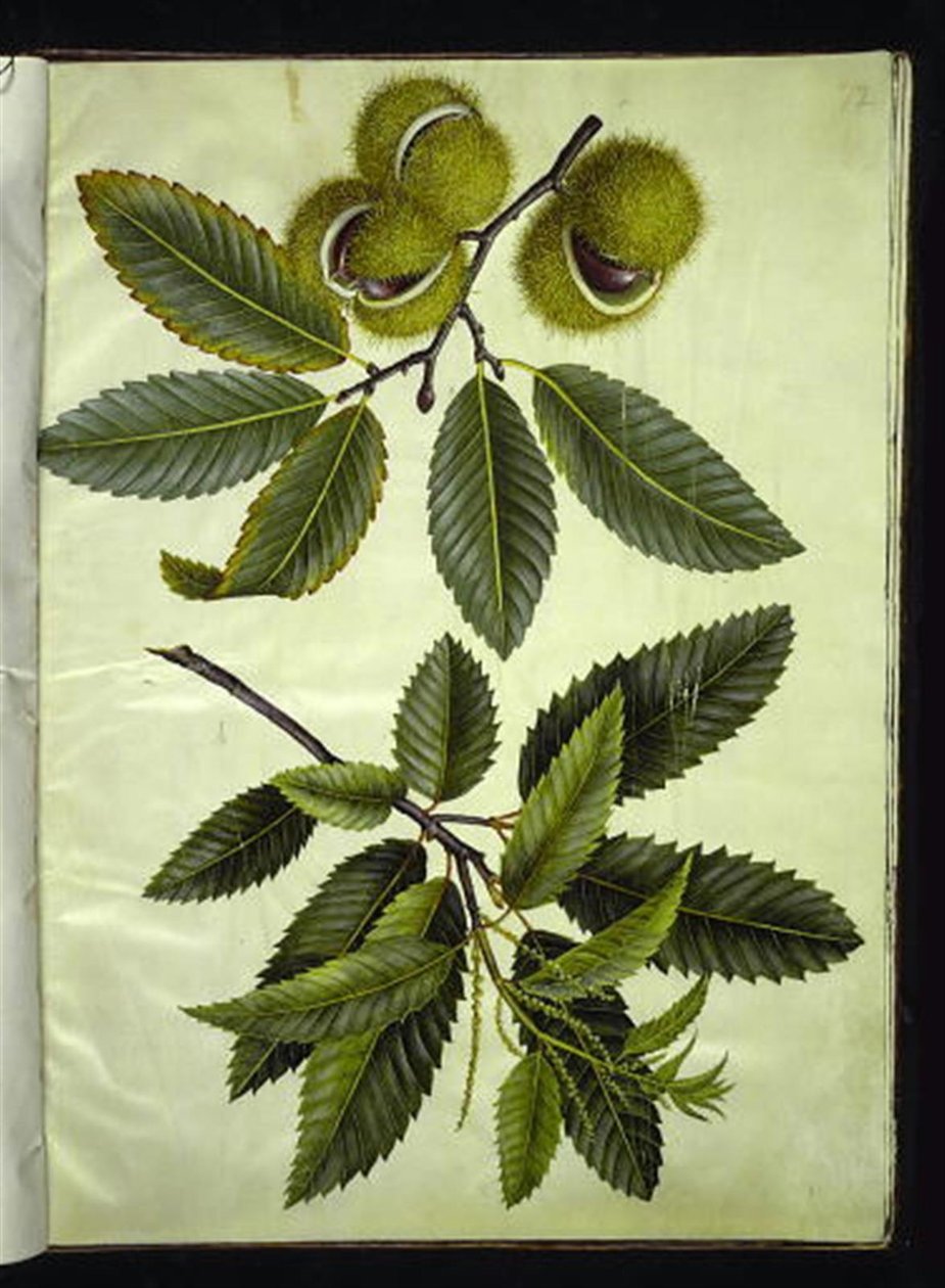Castanea sativa (igazi gesztenye) alkotó: Hans Simon Holtzbecker