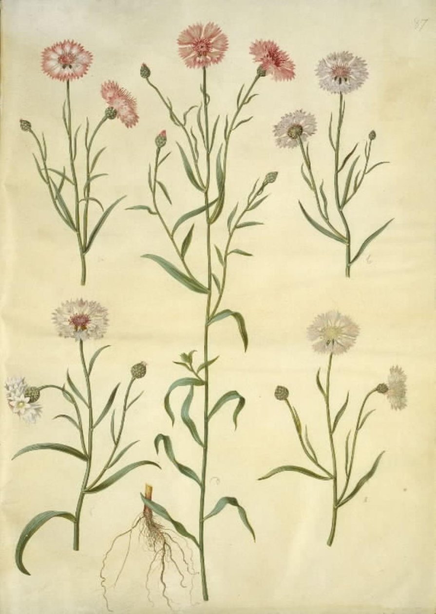 Centaurea cyanus (búzavirág) alkotó: Hans Simon Holtzbecker