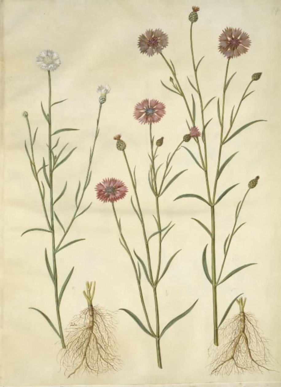 Centaurea cyanus (búzavirág) alkotó: Hans Simon Holtzbecker