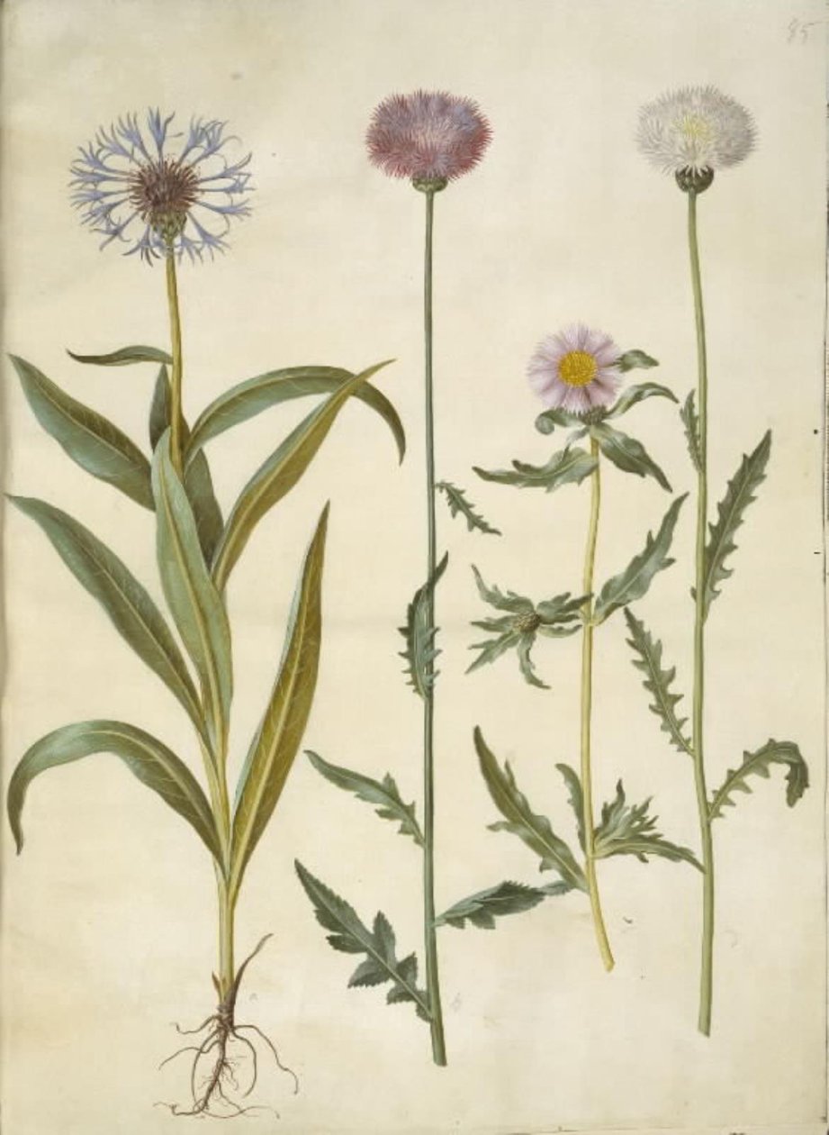 Centaurea montana (hegyi csomó); Amberboa moschata (illatszultán) alkotó: Hans Simon Holtzbecker