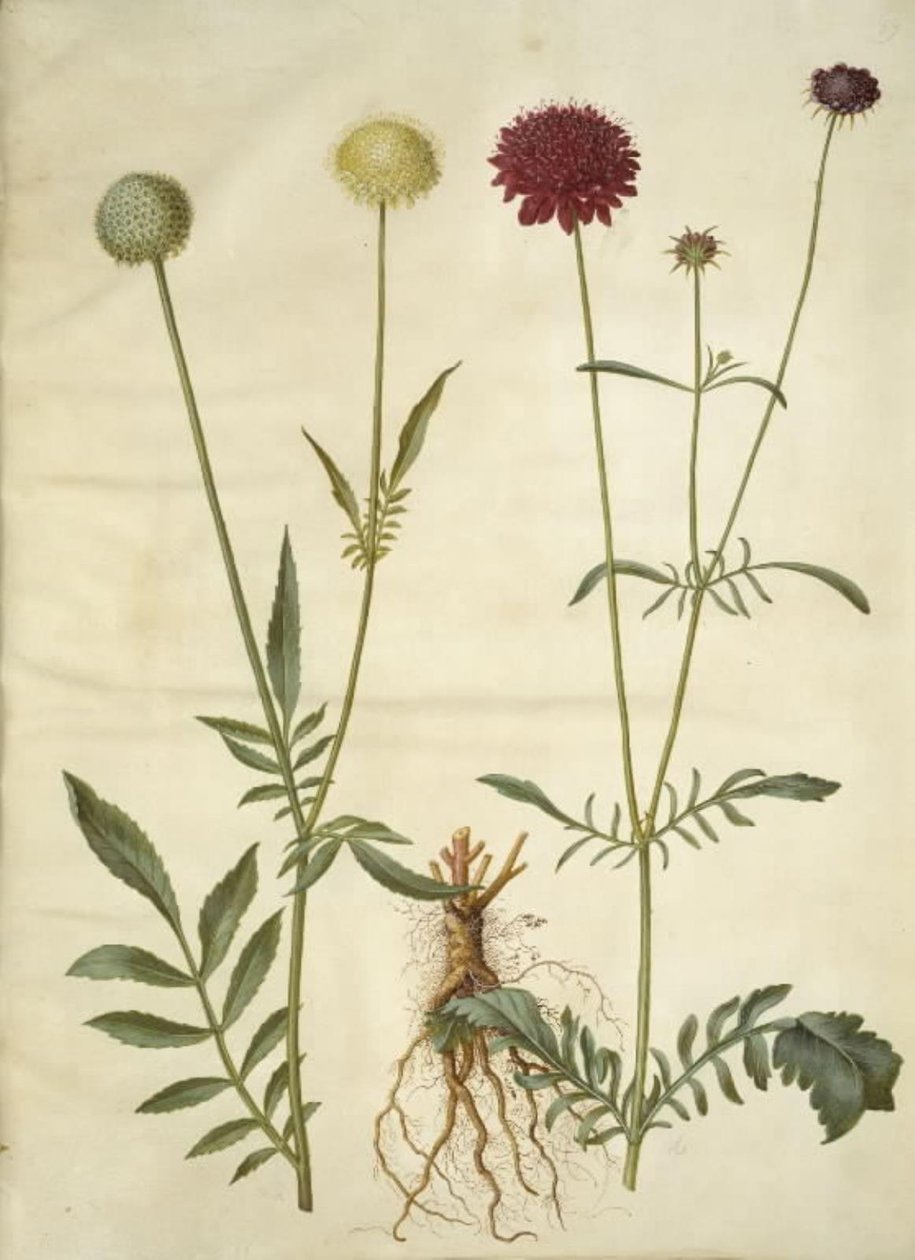 Cephalaria leucantha (fehér pikkelyfej); Scabiosa atropurpurea (özvegy virág) alkotó: Hans Simon Holtzbecker