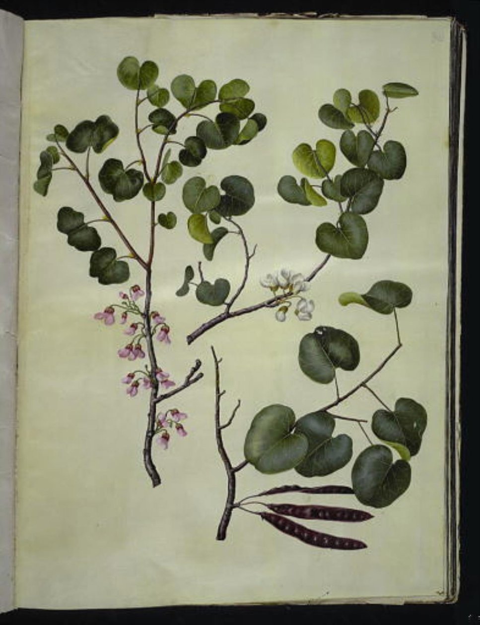 Cercis siliquastrum (almindelig judastræ) alkotó: Hans Simon Holtzbecker