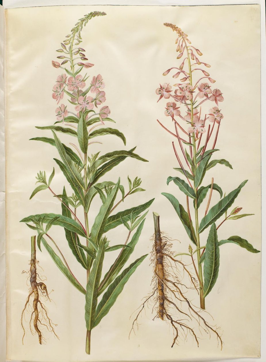 Chamerion angustifolium (smalbladet gederams) alkotó: Hans Simon Holtzbecker