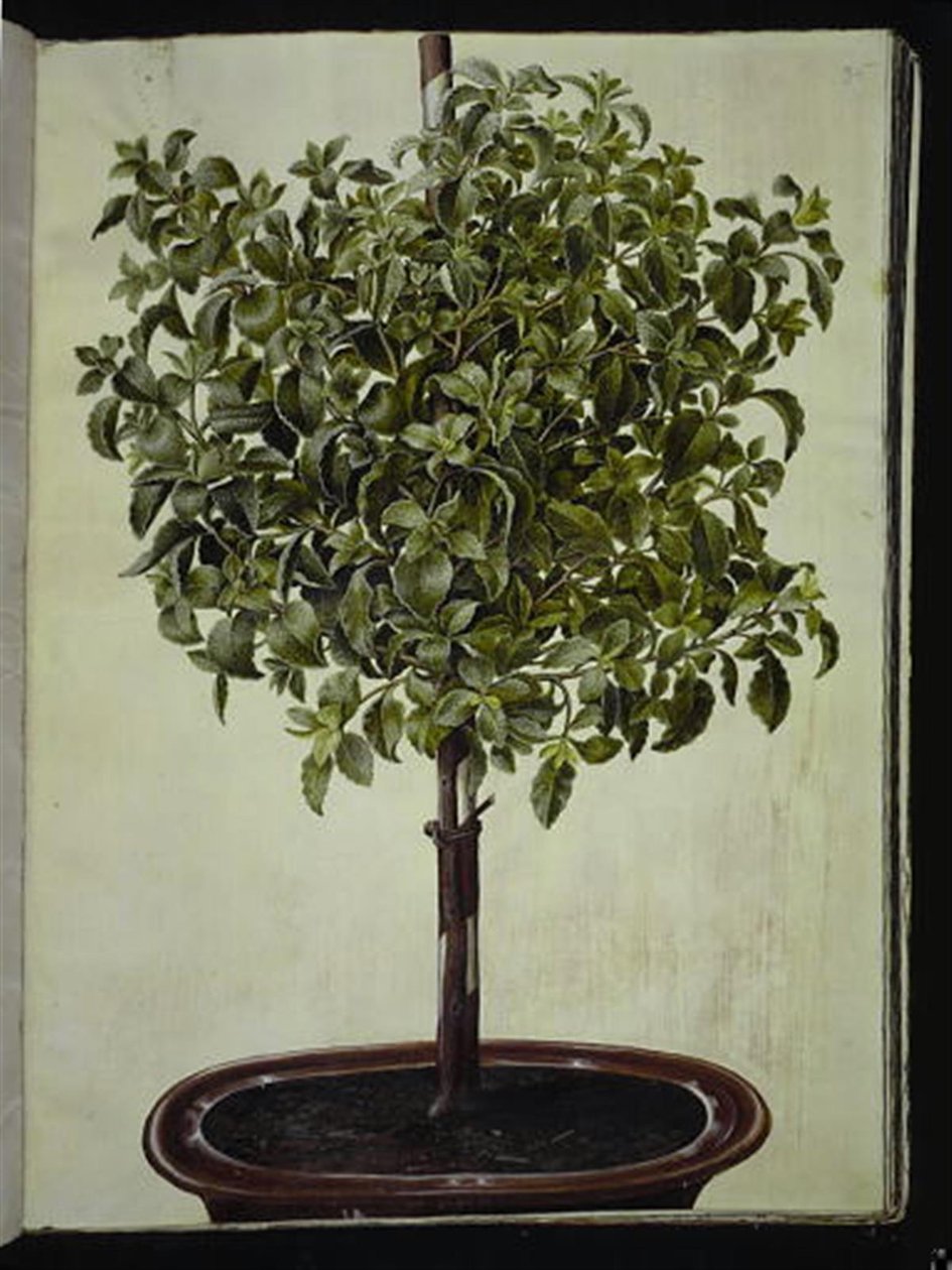 Kréta kori (kreta-soløjtræ) alkotó: Hans Simon Holtzbecker