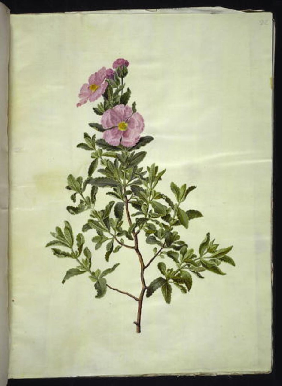 Kréta kori (kreta-soløjtræ) alkotó: Hans Simon Holtzbecker