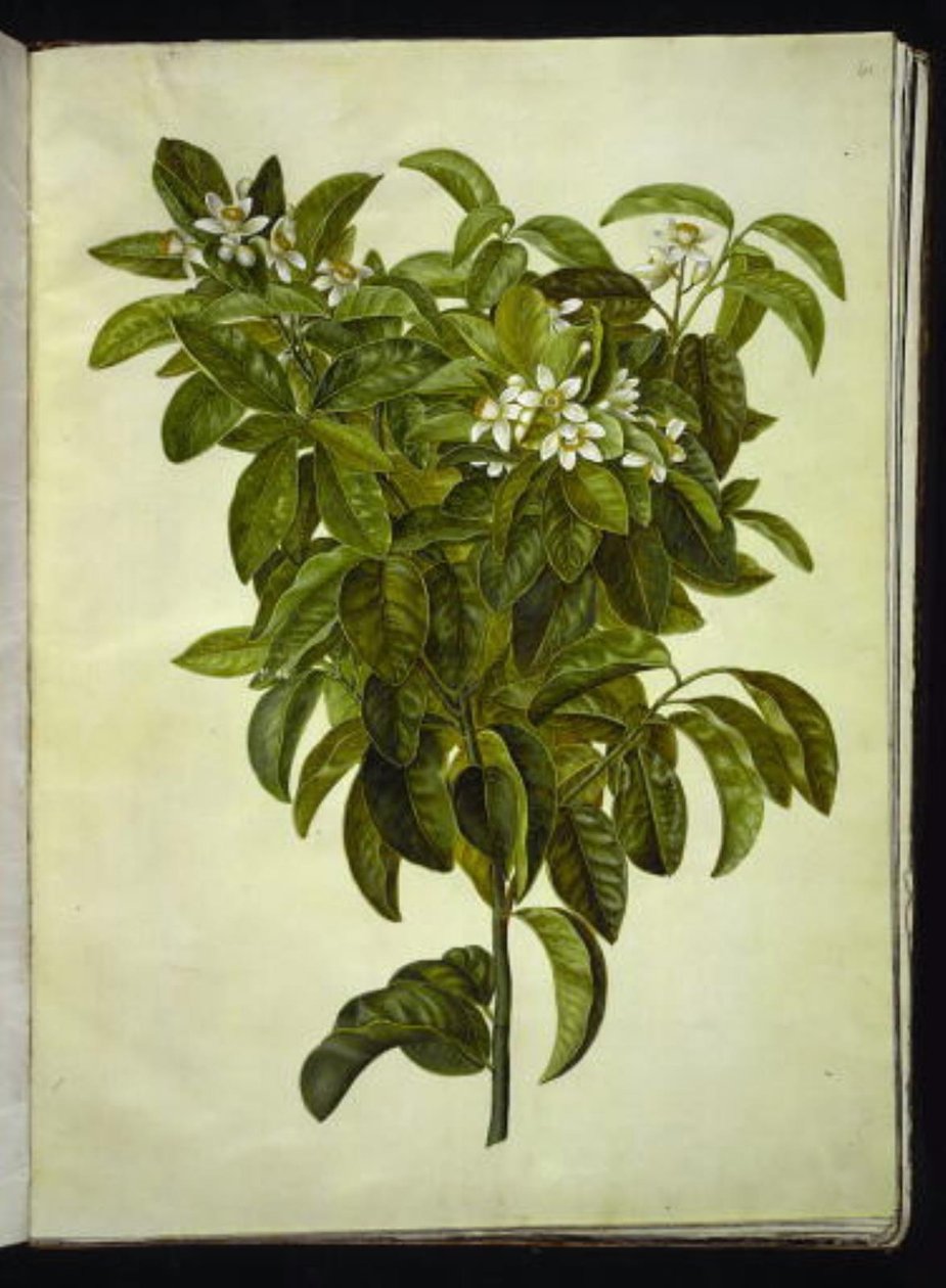 Citrus limon (közönséges citrom) alkotó: Hans Simon Holtzbecker