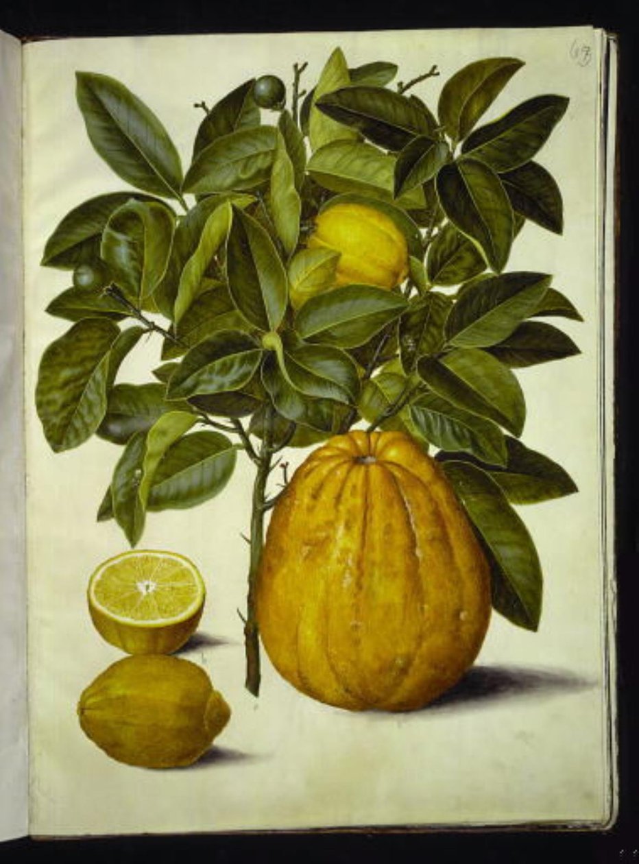 Citrus limon (közönséges citrom); Citrus maxima (grapefruit) alkotó: Hans Simon Holtzbecker