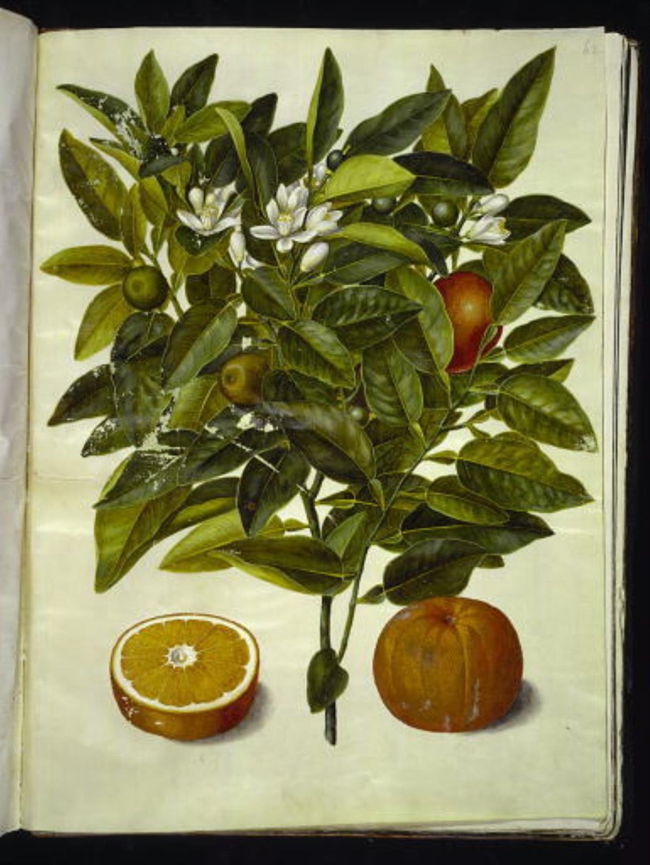 Citrus sinensis (narancs) alkotó: Hans Simon Holtzbecker