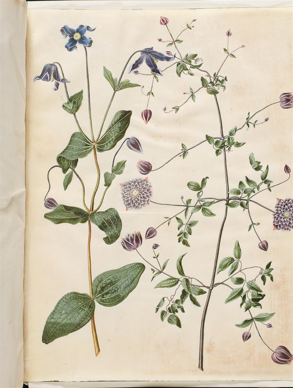 Clematis integrifolia (kék évelő klematisz); Clematis viticella (olasz kúszónövény) alkotó: Hans Simon Holtzbecker