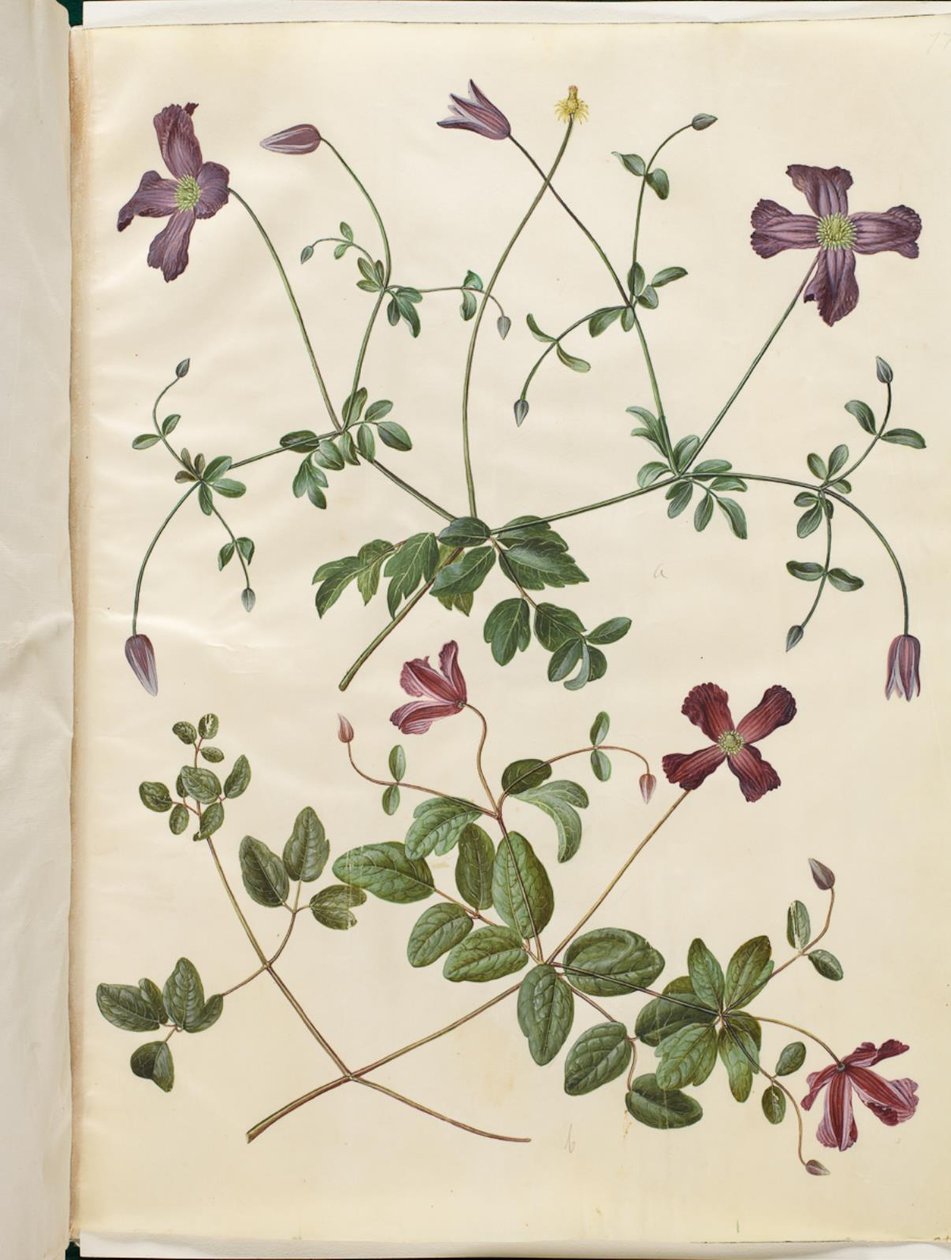 Clematis viticella (olasz skovranke) alkotó: Hans Simon Holtzbecker